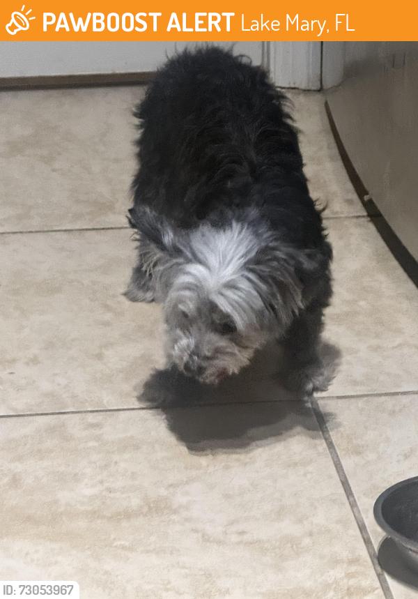 Found/Stray Female Dog last seen Notting hill community, Lake Mary, FL 32746