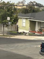 Found/Stray Unknown Dog last seen Near Brooklyn ave San Diego, San Diego, CA 92114