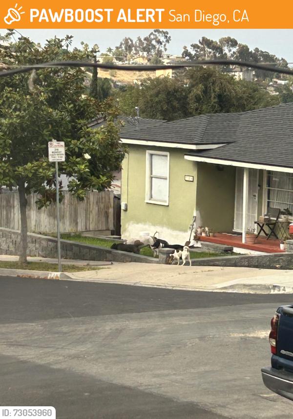 Found/Stray Unknown Dog last seen Near Brooklyn ave San Diego, San Diego, CA 92114