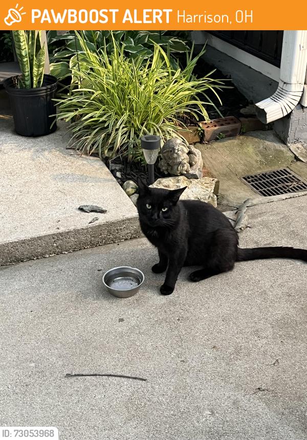 Found/Stray Male Cat last seen West and Cornerbrook, Harrison, OH 45030