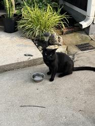 Found/Stray Male Cat last seen West and Cornerbrook, Harrison, OH 45030