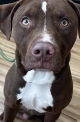 Found/Stray Male Dog last seen Greencove Ln and N Glenville, Richardson, TX 75081