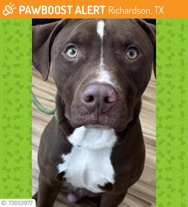 Found/Stray Male Dog last seen Greencove Ln and N Glenville, Richardson, TX 75081