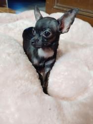 Lost Female Dog last seen Near Sterlingshire , Houston, TX 77016