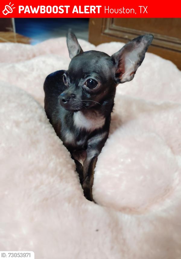 Lost Female Dog last seen Near Sterlingshire , Houston, TX 77016