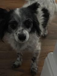 Found/Stray Female Dog last seen Van nuys blvd and blythe, Los Angeles, CA 91402