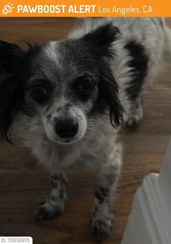 Found/Stray Female Dog last seen Van nuys blvd and blythe, Los Angeles, CA 91402
