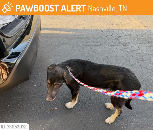 Found/Stray Unknown Dog last seen Cherbron Dr and Marydale Dr, Nashville, TN 37207