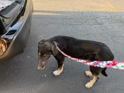 Found/Stray Unknown Dog last seen Cherbron Dr and Marydale Dr, Nashville, TN 37207