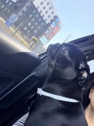 Found/Stray Female Dog last seen Crenshaw & El Segundo, Hawthorne, CA 90250