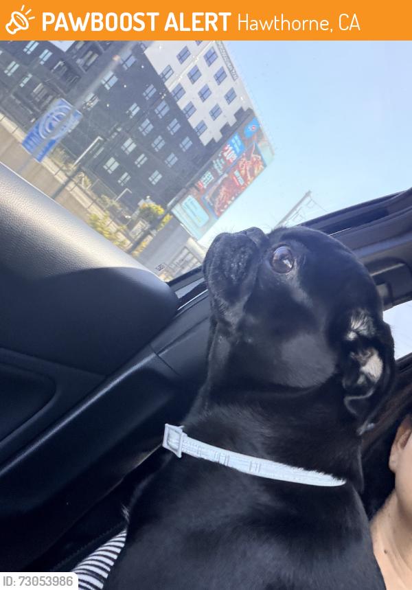 Found/Stray Female Dog last seen Crenshaw & El Segundo, Hawthorne, CA 90250