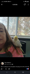 Lost Female Bird last seen Terminal park, Auburn, WA 98002