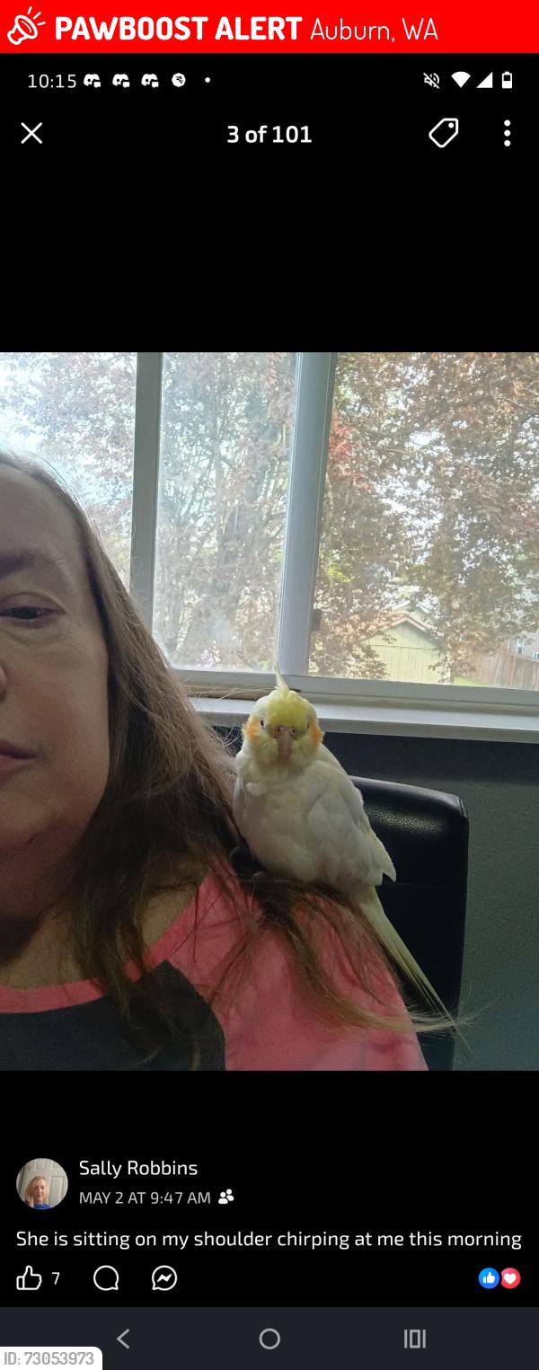 Lost Female Bird last seen Terminal park, Auburn, WA 98002