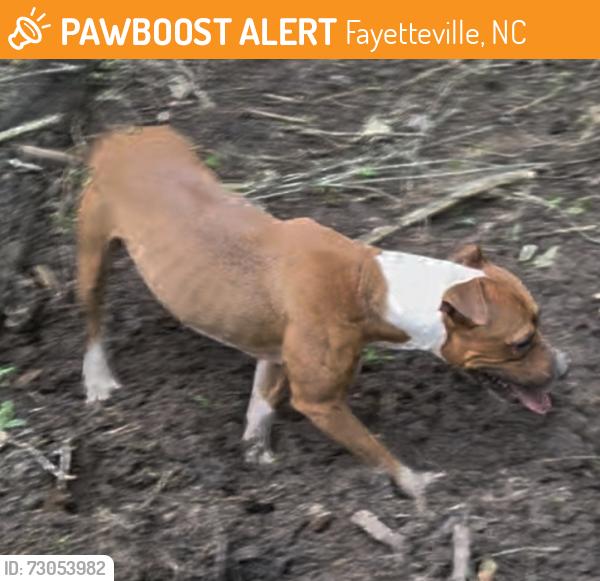 Found/Stray Unknown Dog last seen Near Bunce and Raeford rd, Fayetteville, NC 28314