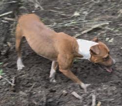 Found/Stray Unknown Dog last seen Near Bunce and Raeford rd, Fayetteville, NC 28314