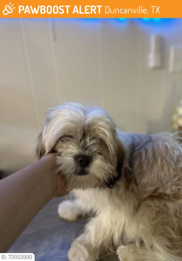 Found/Stray Female Dog last seen Lakeside dr , Duncanville, TX 75116