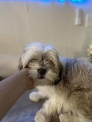 Found/Stray Female Dog last seen Lakeside dr , Duncanville, TX 75116