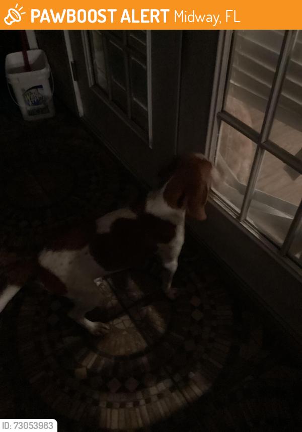 Found/Stray Female Dog last seen Near sand pine dr, Midway, FL 32343