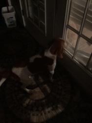 Found/Stray Female Dog last seen Near sand pine dr, Midway, FL 32343