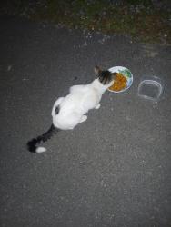 Found/Stray Male Cat last seen Hampton ave and babylon st, Mastic, NY 11950