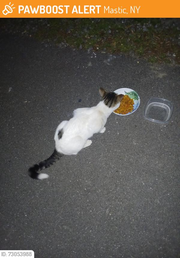 Found/Stray Male Cat last seen Hampton ave and babylon st, Mastic, NY 11950