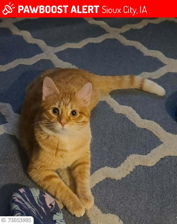 Lost Male Cat last seen Dollar general off glenn, Sioux City, IA 51104