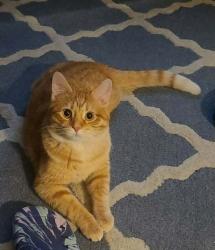 Lost Male Cat last seen Dollar general off glenn, Sioux City, IA 51104