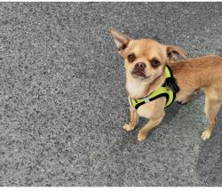 Lost Male Dog last seen Sonul st, San Jose, CA 95126