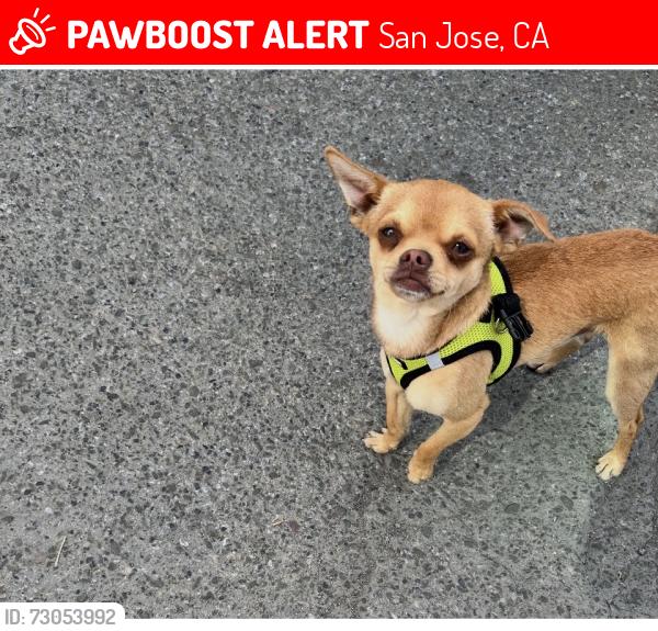 Lost Male Dog last seen Sonul st, San Jose, CA 95126