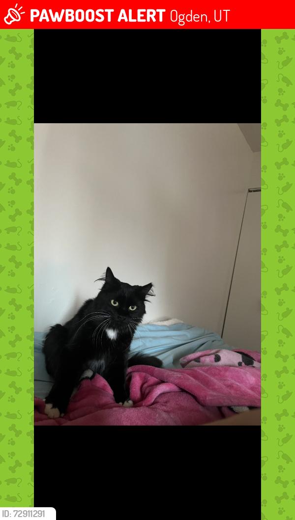 Lost Male Cat last seen Jefferson and madison, Ogden, UT 84401