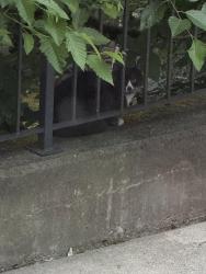 Found/Stray Unknown Cat last seen Elements s, Redmond, WA 98052