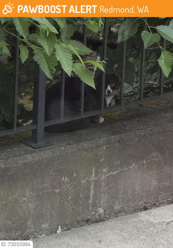 Found/Stray Unknown Cat last seen Elements s, Redmond, WA 98052
