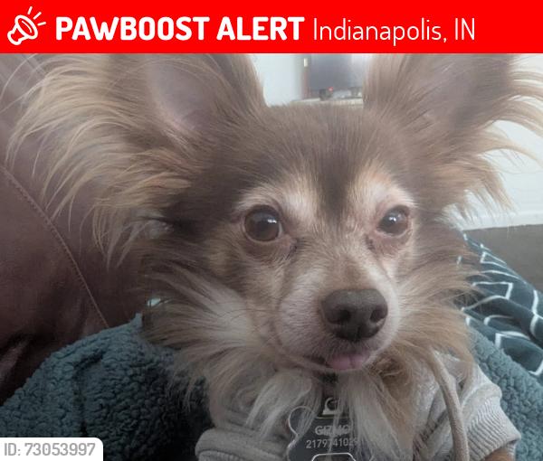 Lost Male Dog last seen East Washington and South Oriental , Indianapolis, IN 46202