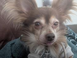 Lost Male Dog last seen East Washington and South Oriental , Indianapolis, IN 46202