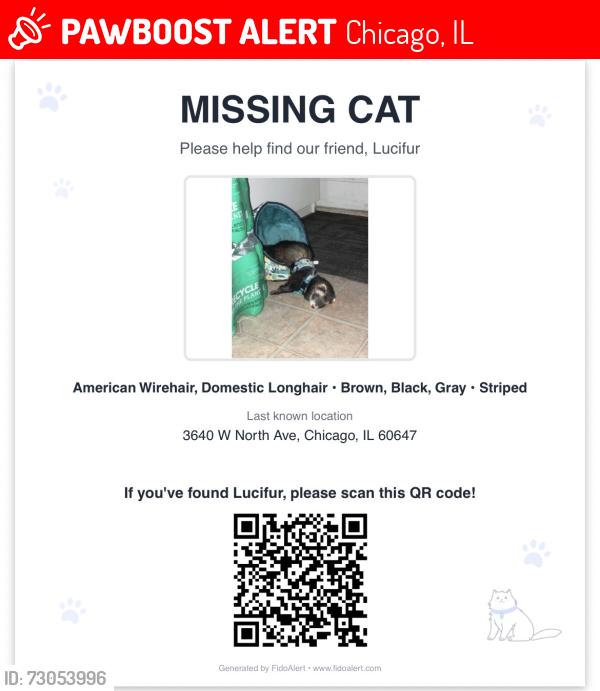 Lost Male Ferret last seen Lawndale Ave, north Ave, Monticello ave, Chicago, IL 60647