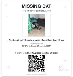Lost Male Ferret last seen Lawndale Ave, north Ave, Monticello ave, Chicago, IL 60647