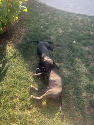 Found/Stray Male Dog last seen Mclaughlin Aveune, San Jose, CA 95121