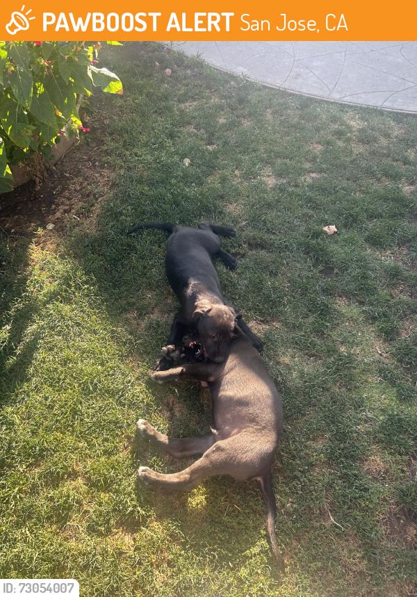 Found/Stray Male Dog last seen Mclaughlin Aveune, San Jose, CA 95121