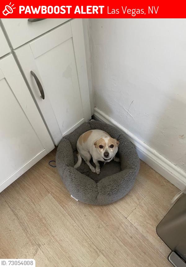 Lost Female Dog last seen Nellis vegas blvd, Las Vegas, NV 89115