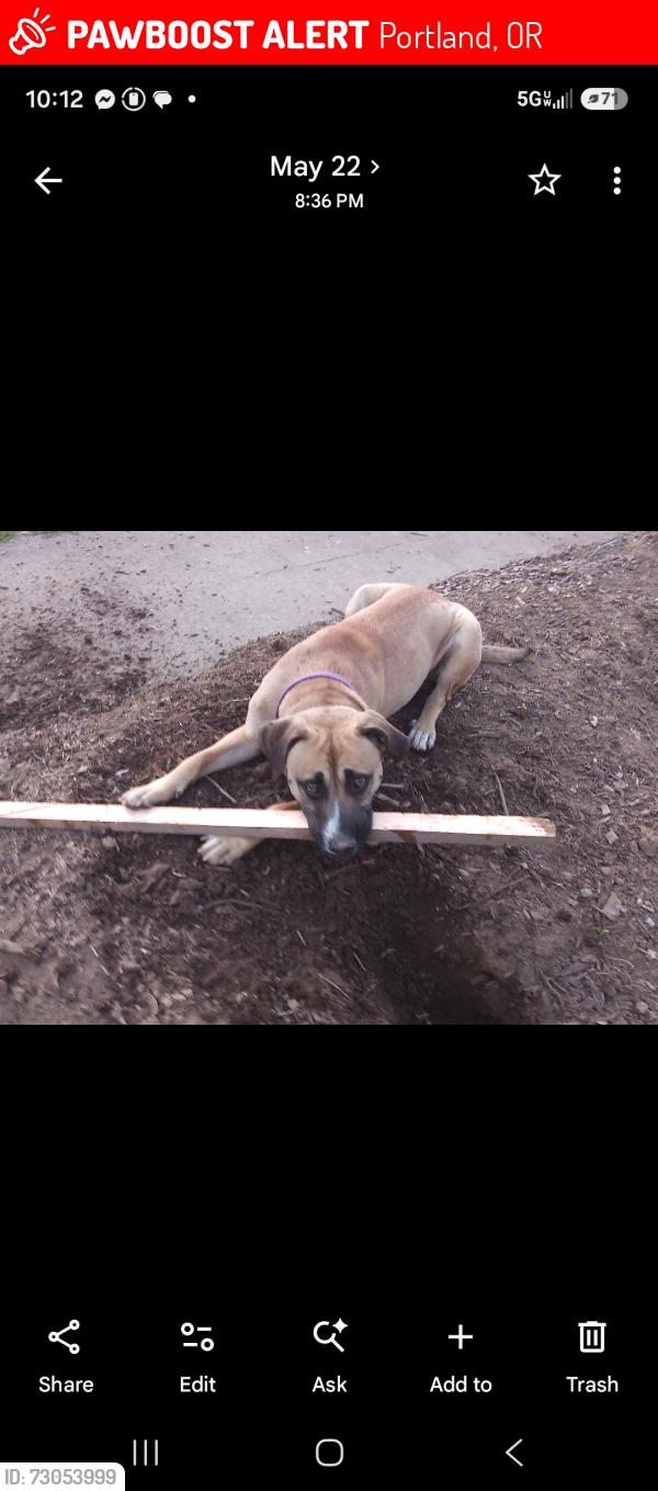 Lost Male Dog last seen N Colombia and buchanan, Portland, OR 97203