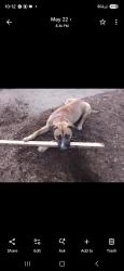 Lost Male Dog last seen N Colombia and buchanan, Portland, OR 97203