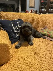 Lost Female Dog last seen W 30th Ave & Wisconsin, Anchorage, AK 99517