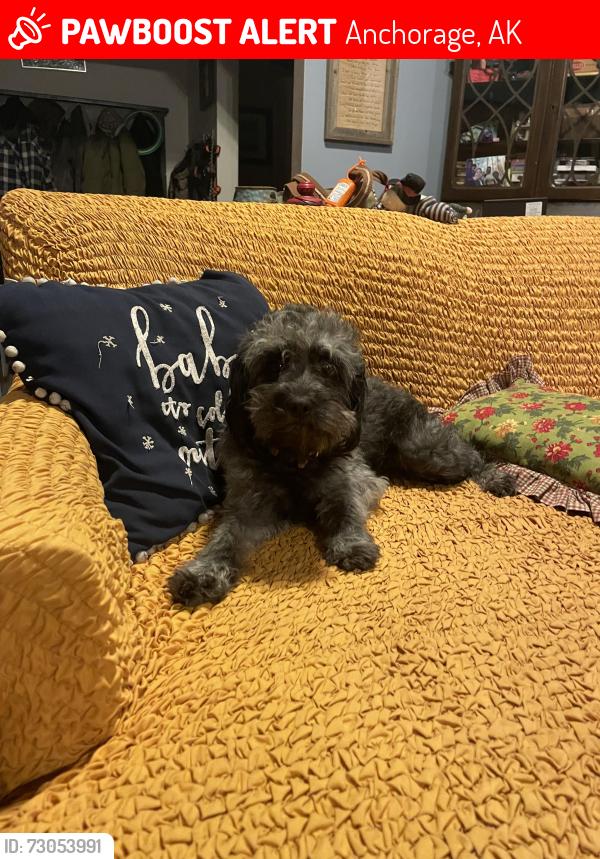 Lost Female Dog last seen W 30th Ave & Wisconsin, Anchorage, AK 99517