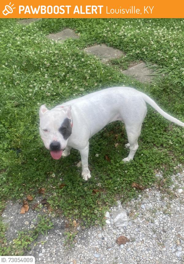Found/Stray Female Dog last seen Dixie Hwy, Louisville, KY 40210