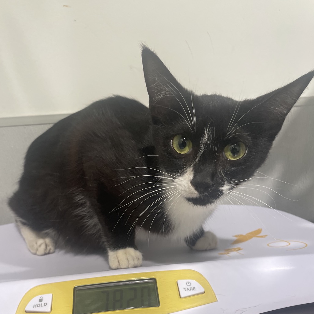 Shelter Stray Female Cat last seen , 3607 N Armenia Ave, Tampa, FL 33607, USA