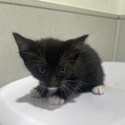 Shelter Stray Male Cat last seen , 3607 N Armenia Ave, Tampa, FL 33607, USA