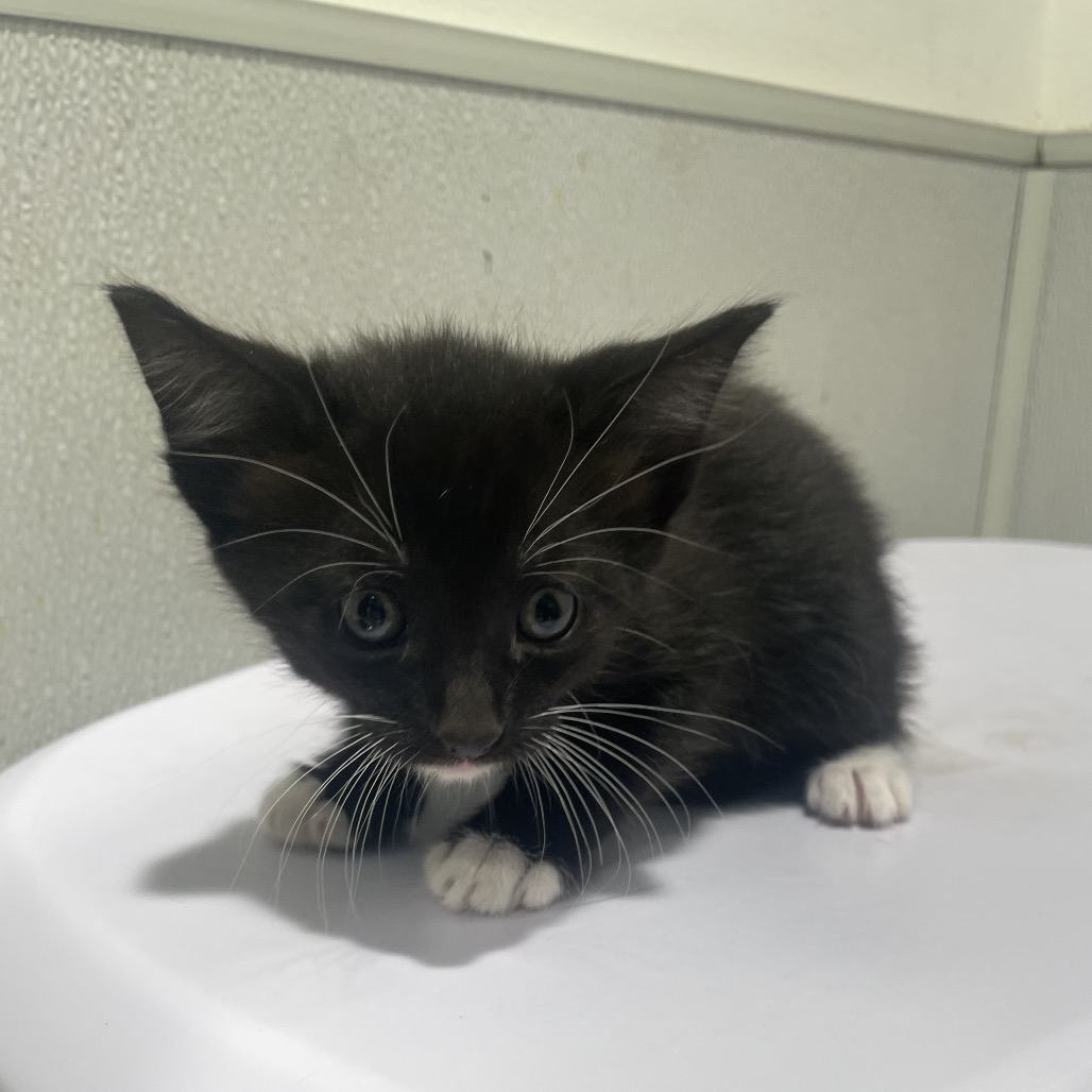 Shelter Stray Male Cat last seen , 3607 N Armenia Ave, Tampa, FL 33607, USA