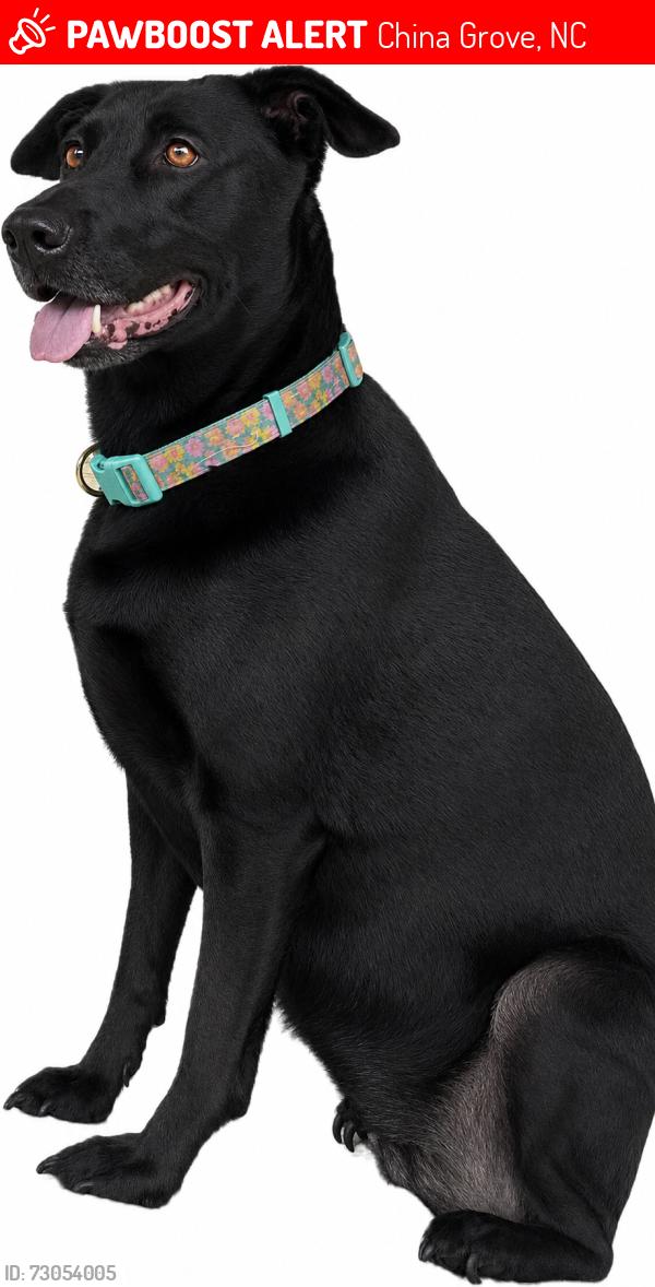 Lost Female Dog last seen Faith Road/Byrd Road Intersection, China Grove, NC 28023