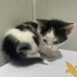 Shelter Stray Male Cat last seen , 3607 N Armenia Ave, Tampa, FL 33607, USA