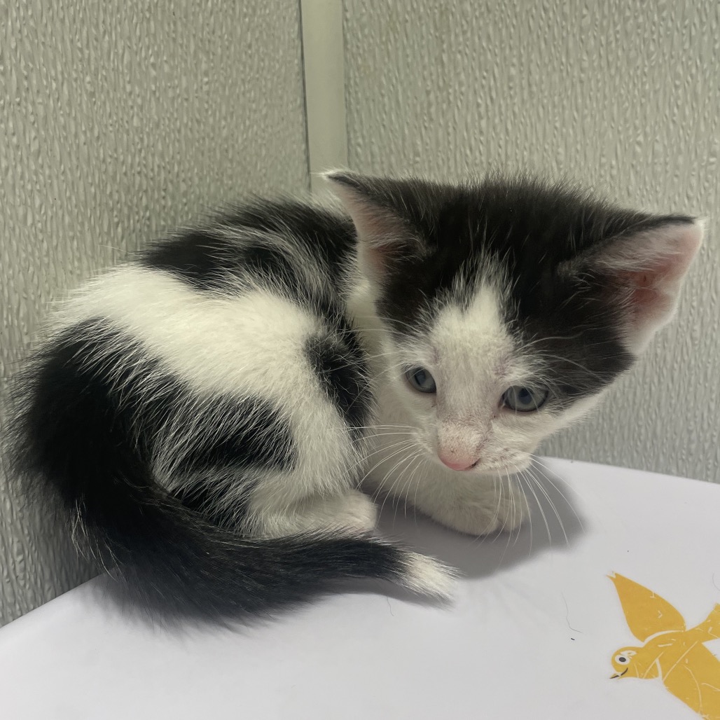 Shelter Stray Male Cat last seen , 3607 N Armenia Ave, Tampa, FL 33607, USA